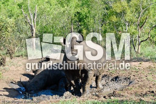 Breitmaulnashorn (16 von 28).jpg